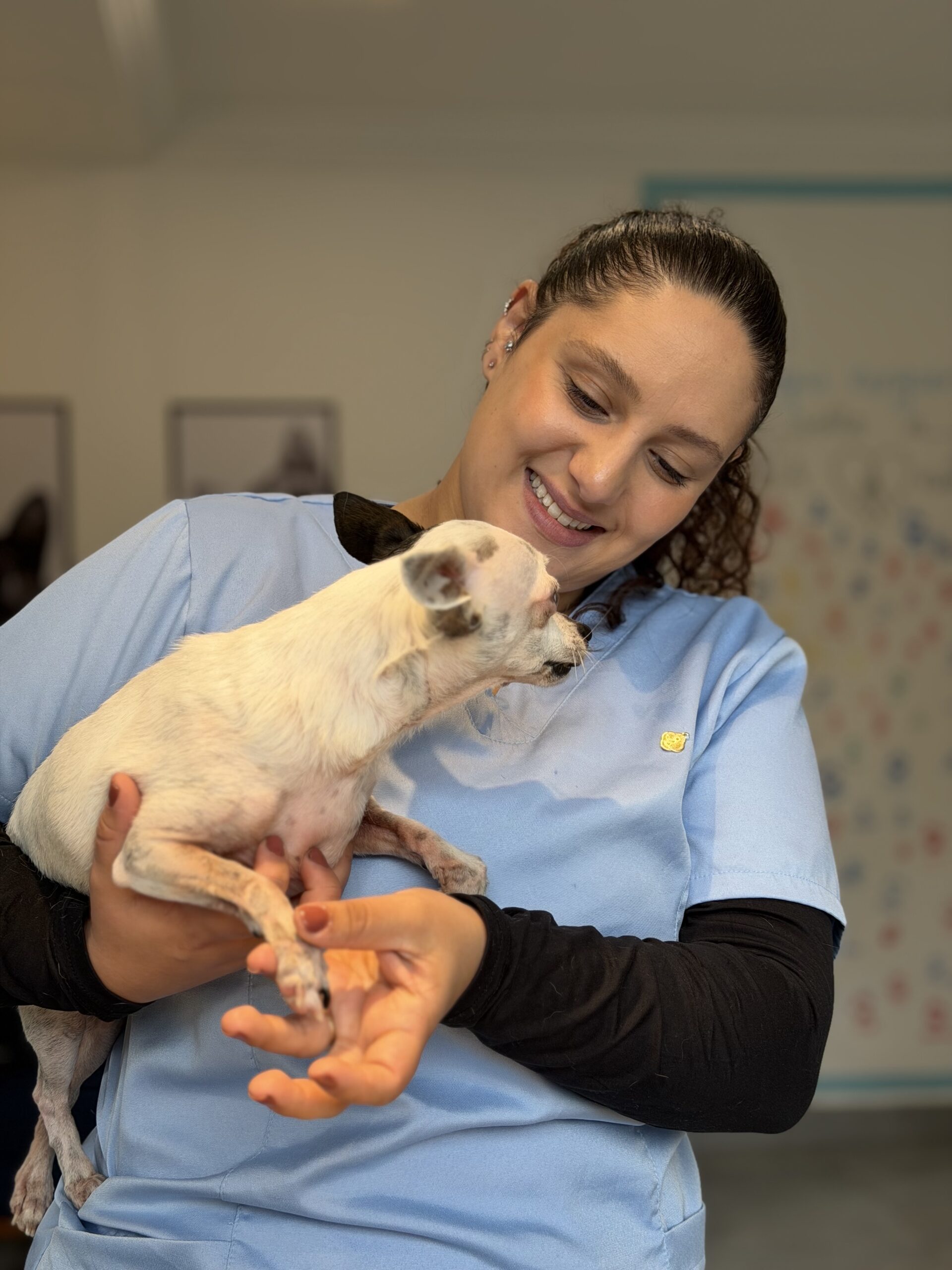Câncer em cães durante avaliação em clínica de oncologia veterinária